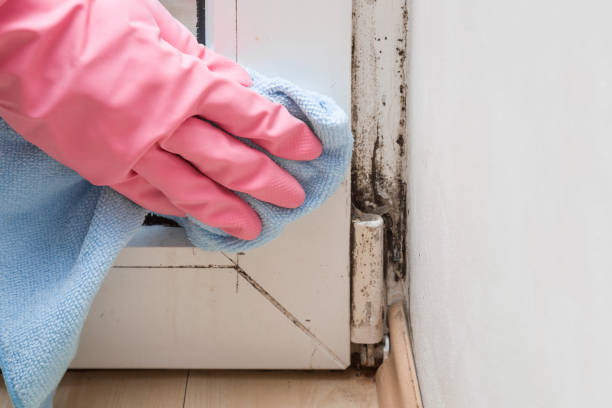 Professional Mold Removal in Mayfield, OH